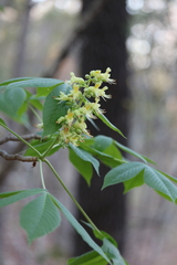 Aesculus glabra glabra