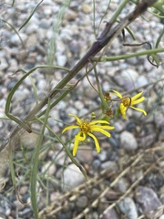 Senecio riddellii