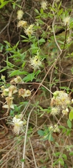 Eugenia myrcianthes
