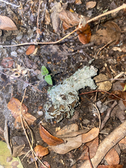 Fungi