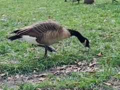 Branta canadensis