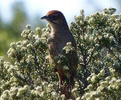 Sphenoeacus afer afer