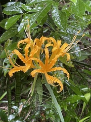 Lycoris aurea