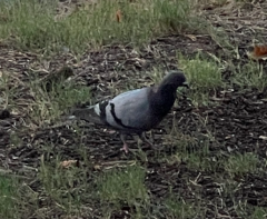Columba livia domestica