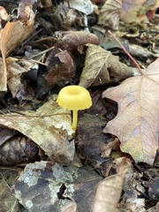 Gloioxanthomyces nitidus