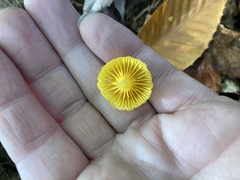 Gloioxanthomyces nitidus