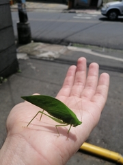 Petaloptera