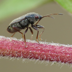 Stygnocoris rusticus