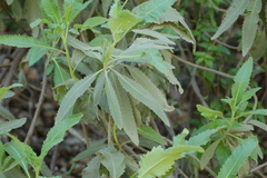 Eriodictyon crassifolium