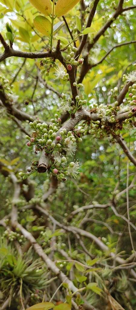 Jaboticaba