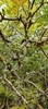 Plinia trunciflora - Photo (c) robertomsalas_ibone, some rights reserved (CC BY-NC)