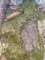 Bryophyta