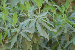 Eriodictyon crassifolium