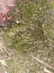 Bryophyta