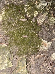 Bryophyta