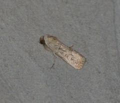 Sympistis sectiloides