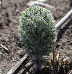 Eriospermum paradoxum