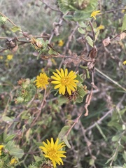Grindelia adenodonta