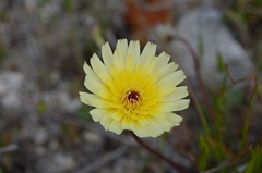 Malacothrix californica
