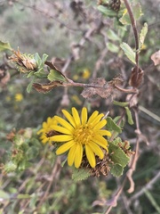 Grindelia adenodonta