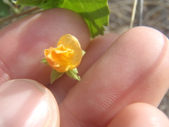 Abutilon parvulum