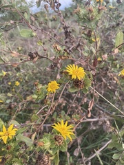 Grindelia adenodonta