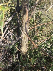 Codonocarpus attenuatus