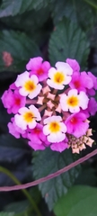 Lantana camara