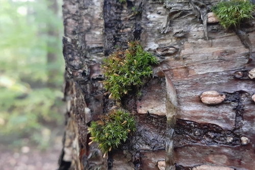 Image of Ulota coarctata by (c) Quinten Wiegersma, some rights reserved (CC BY)
