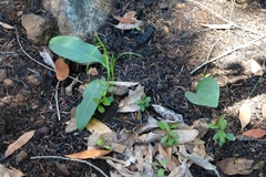 Liliales