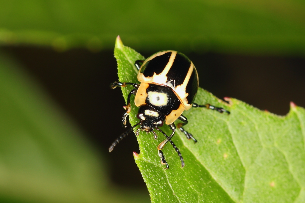 Stilodes thetis