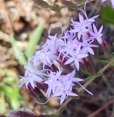 Liatris pauciflora secunda
