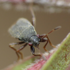 Stygnocoris rusticus