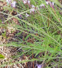 Liatris pauciflora secunda
