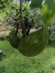 Tabernaemontana amygdalifolia