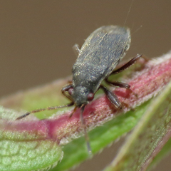 Stygnocoris rusticus