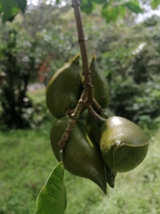 Tabernaemontana amygdalifolia