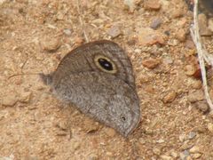 Ypthima asterope asterope