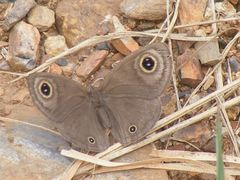 Ypthima asterope asterope