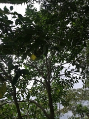 Tabernaemontana amygdalifolia