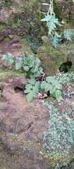 Hemionitis tomentosa