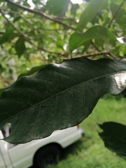Tabernaemontana amygdalifolia