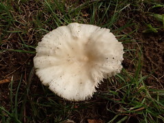 Amanita murrilliana
