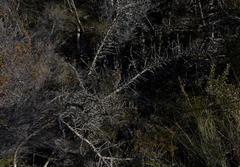 Amphithalea violacea