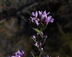Amphithalea violacea
