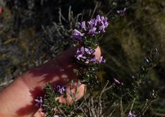 Amphithalea violacea