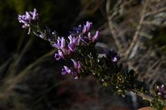 Amphithalea violacea