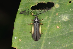 Ethra axillaris