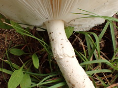 Amanita murrilliana