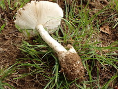 Amanita murrilliana